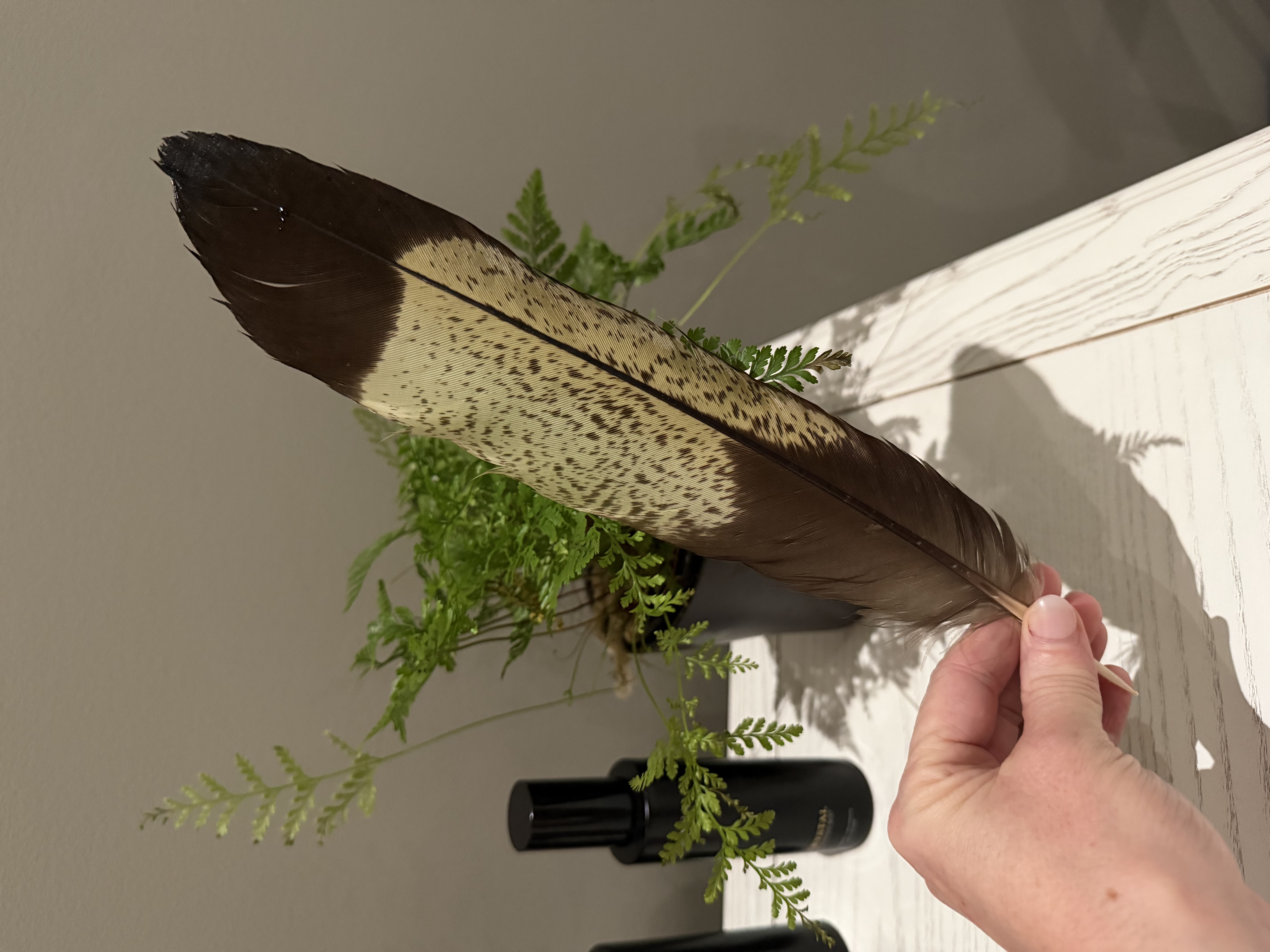 Yellow-tailed Black Cockatoo feather — On the Right Path